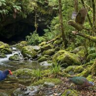 Descubren fósiles de un millón de años en cueva de Nueva Zelanda