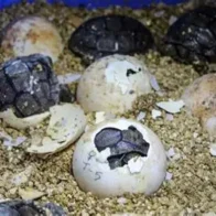 Ecuador reubica 438 huevos de la tortuga más grande del mundo para su conservación