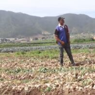 Agricultores de Constanza demandan financiamiento para siembra de ajo