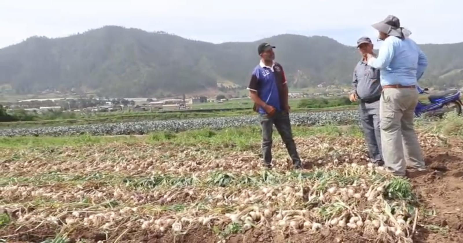 Agricultores de Constanza demandan financiamiento para siembra de ajo