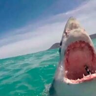 Dos niños y un hombre son víctimas de tres ataques de tiburones en Sídney en 24 horas
