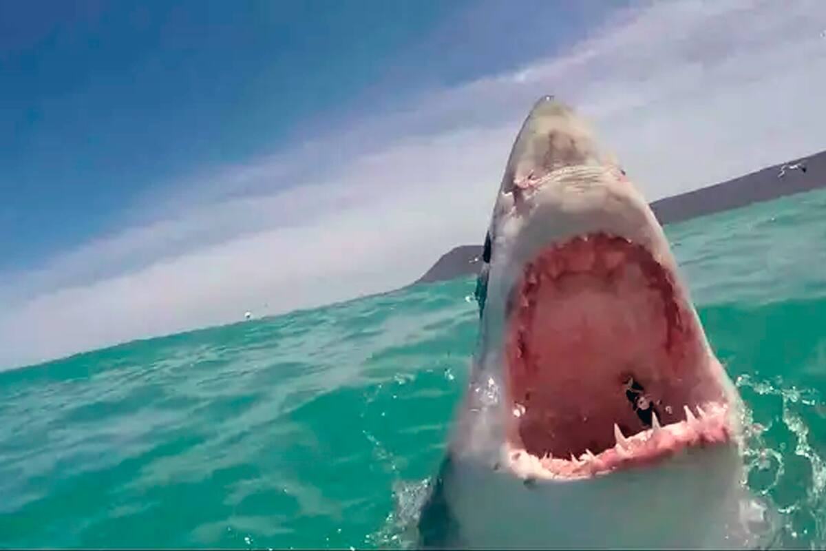 Dos niños y un hombre son víctimas de tres ataques de tiburones en Sídney en 24 horas