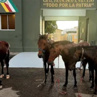 Militares recuperan caballos robados tras frustrar robo en la frontera de Dajabón