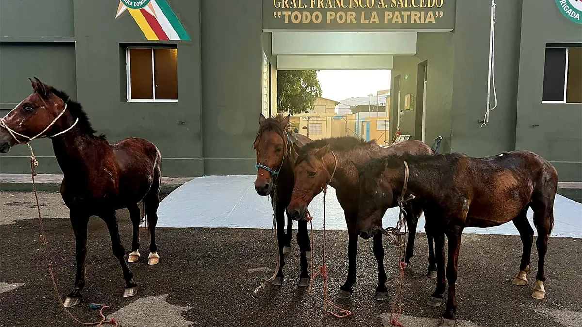Militares recuperan caballos robados tras frustrar robo en la frontera de Dajabón