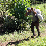 Migrantes cubanos, venezolanos y haitianos salvan la cosecha de café en el sur de México