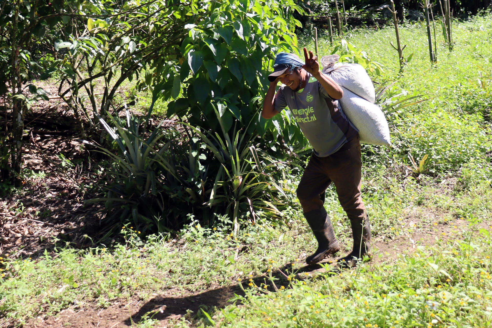 Migrantes cubanos, venezolanos y haitianos salvan la cosecha de café en el sur de México