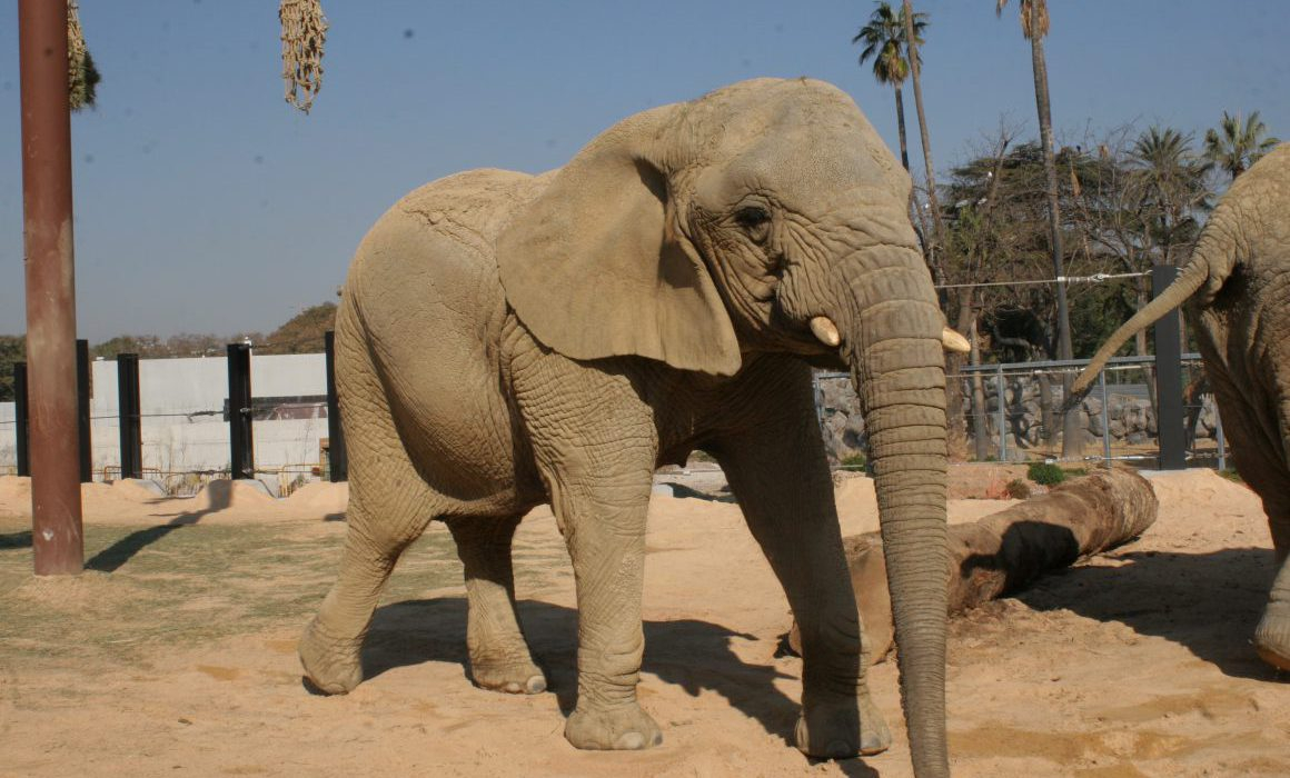 Muere la elefanta africana Susi, de las más longevas de Europa