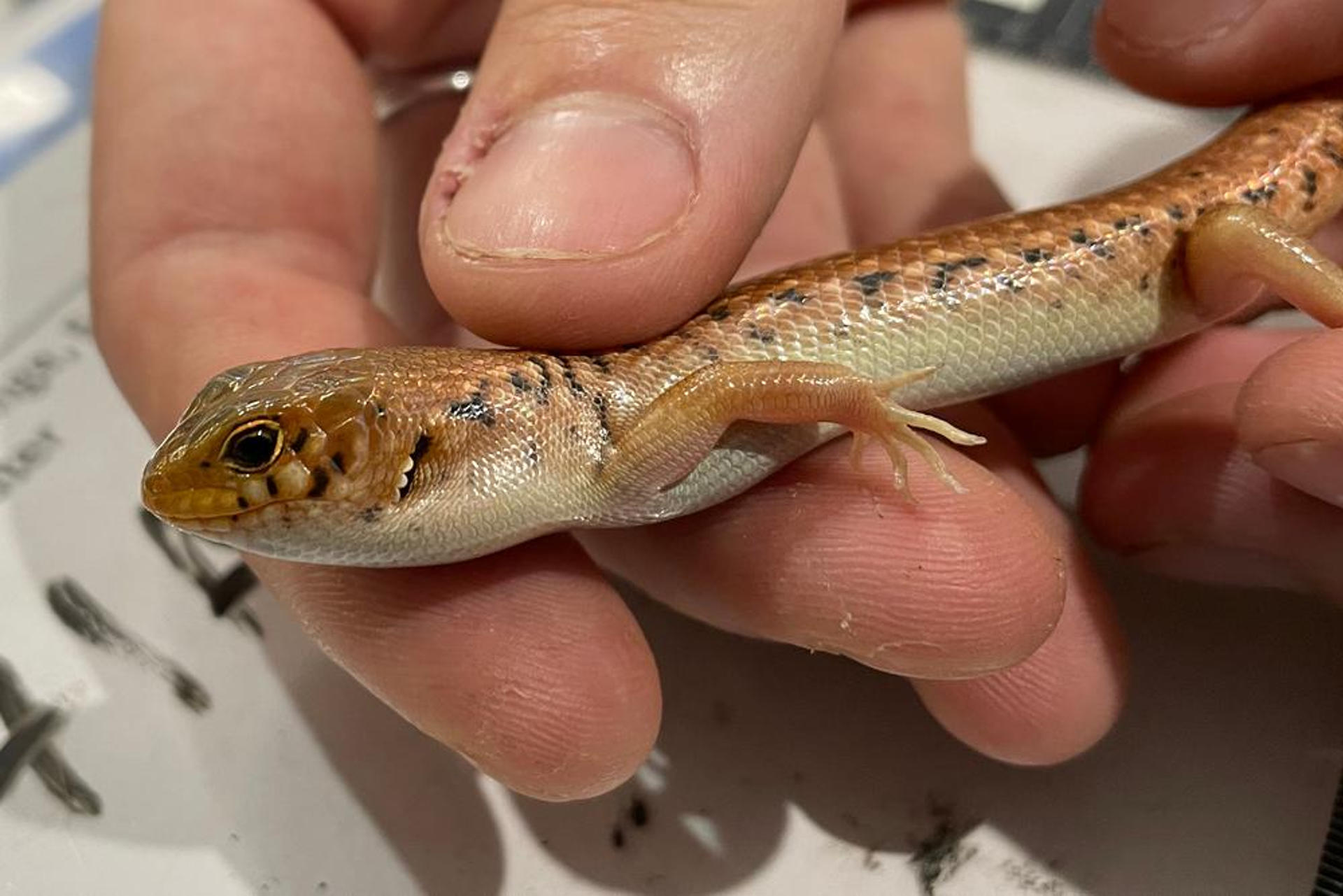 Condenado a ocho años australiano por traficar con reptiles ocultos en bolsas de palomitas