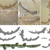 Hallan fósil de tiburón de 150 millones de años que desafía teorías sobre su evolución
