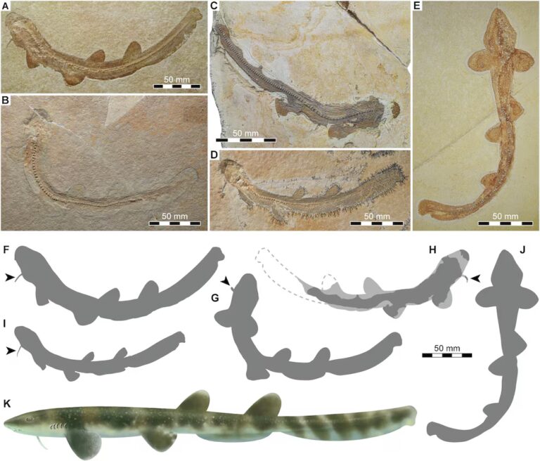 Hallan fósil de tiburón de 150 millones de años que desafía teorías sobre su evolución