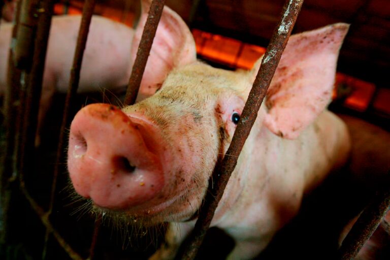 RD logra avances relevantes en el control de la peste porcina africana, según la FAO