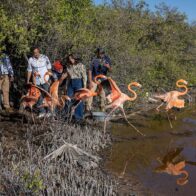 Zoológico dominicano libera 12 flamencos en Salinas de Baní