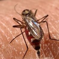 Aumento de chikungunya en Bolivia genera alerta sanitaria: en dos meses hay más casos que en todo 2025