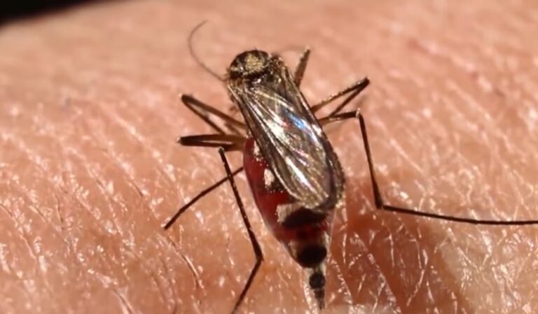 Aumento de chikungunya en Bolivia genera alerta sanitaria: en dos meses hay más casos que en todo 2025