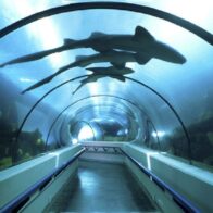 Acuario Nacional reintrodujo más de 1,300 organismos a su hábitat natural durante 2025