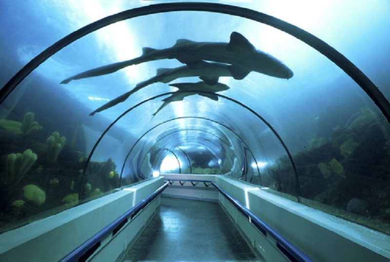 Acuario Nacional reintrodujo más de 1,300 organismos a su hábitat natural durante 2025
