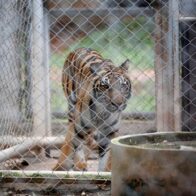 Al menos 72 tigres en cautiverio mueren por moquillo canino en Tailandia