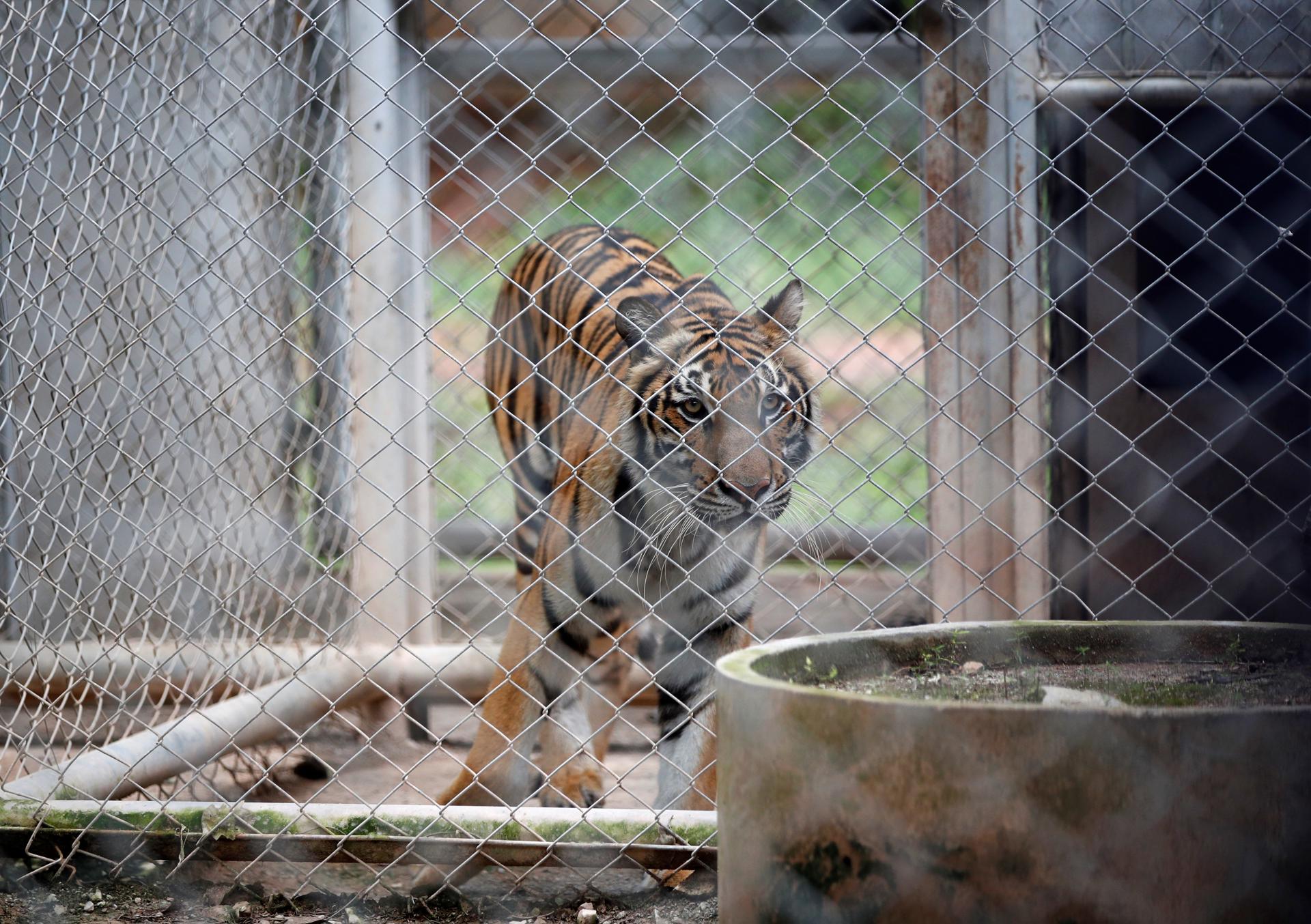 Al menos 72 tigres en cautiverio mueren por moquillo canino en Tailandia