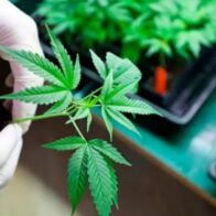 La exportación de cannabis medicinal abre mercado europeo para Costa Rica