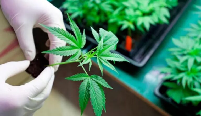 La exportación de cannabis medicinal abre mercado europeo para Costa Rica