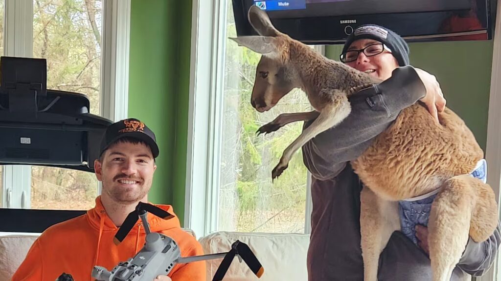 Canguro escapa de zoológico interactivo en Wisconsin y es hallado sano tras tres días de búsqueda