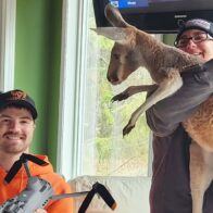 Canguro escapa de zoológico interactivo en Wisconsin y es hallado sano tras tres días de búsqueda