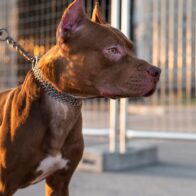 Francés es acusado de homicidio involuntario tras el ataque de su pitbull a su pareja embarazada