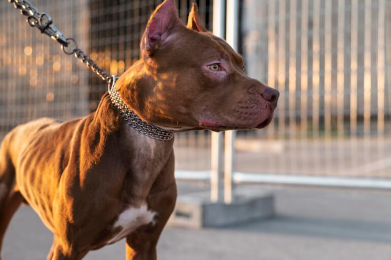 Francés es acusado de homicidio involuntario tras el ataque de su pitbull a su pareja embarazada