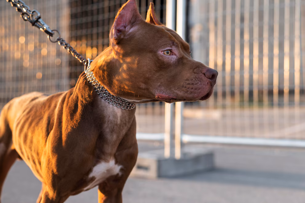 Francés es acusado de homicidio involuntario tras el ataque de su pitbull a su pareja embarazada