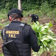 Policía y Ejército localizan y erradican cultivos de coca en regiones clave de Guatemala