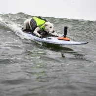 Sugar, la perra surfista, la primera canina en ser incluida en el Salón de la Fama del Surf, ha fallecido