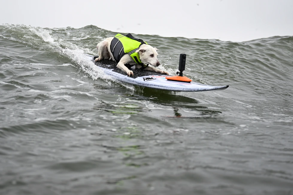 Sugar, la perra surfista, la primera canina en ser incluida en el Salón de la Fama del Surf, ha fallecido