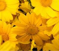 Flores amarillas, el detalle que todos esperan el 21 de marzo
