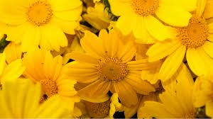 Flores amarillas, el detalle que todos esperan el 21 de marzo