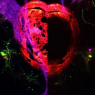 Una investigación sobre el sueño en peces podría abrir vías para tratar el insomnio en humanos