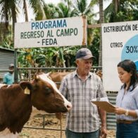 Siete de cada diez vacas del programa “Regreso al Campo” fueron a inscritos del PRM