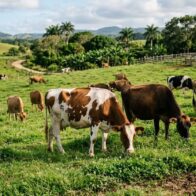 Alcalde y empleados del Ayuntamiento de Guerra también recibieron vacas del FEDA