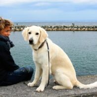 Día Internacional del Perro Guía