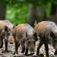 Alemania sacrificó en un año casi 3,000 jabalíes por considerarlos radioactivos