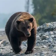 Dos soldados estadounidenses resultan heridos por el ataque de un oso en Alaska