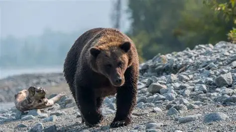 Dos soldados estadounidenses resultan heridos por el ataque de un oso en Alaska