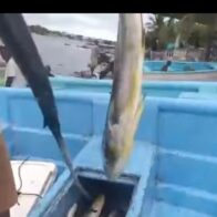 Indignación entre pescadores de San Pedro de Macorís por acusaciones de narcotráfico