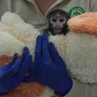 Presentamos a Yuji, el pequeño mono mexicano que encuentra consuelo en un peluche