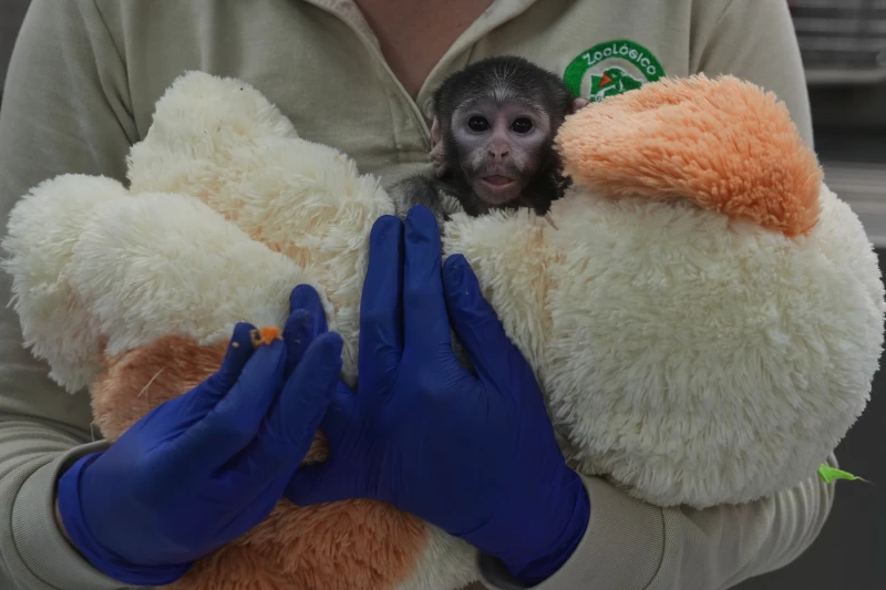 Presentamos a Yuji, el pequeño mono mexicano que encuentra consuelo en un peluche