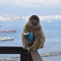 Los monos de Gibraltar comen tierra para contrarrestar los efectos de la comida basura humana