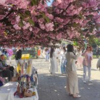 Miles de cerezos en flor ofrecen un respiro a los ucranianos en medio de la guerra
