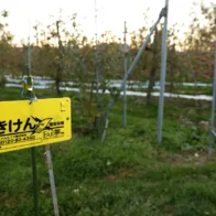 Cierran 11 escuelas en Japón tras avistar osos, entre planes de matar a 10.000 este año