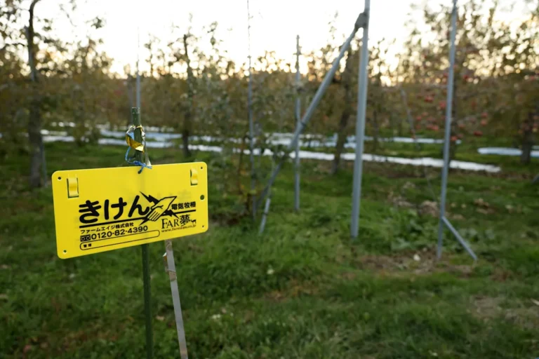 Cierran 11 escuelas en Japón tras avistar osos, entre planes de matar a 10.000 este año