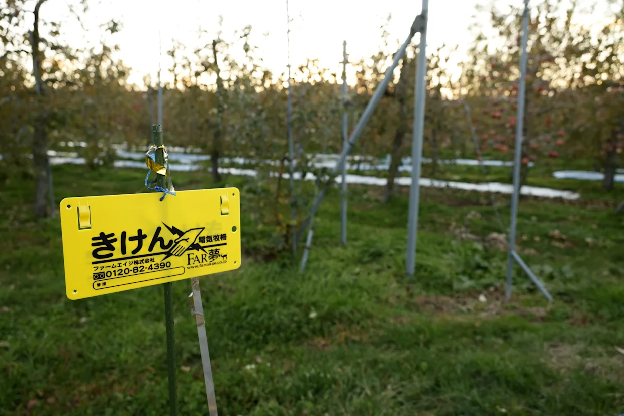 Cierran 11 escuelas en Japón tras avistar osos, entre planes de matar a 10.000 este año