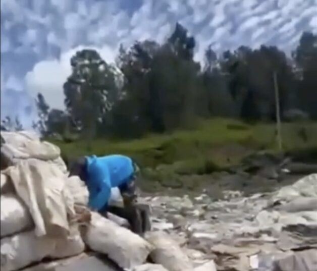 Sobreproducción y lluvias provocan pérdidas millonarias a productores de zanahorias en Constanza